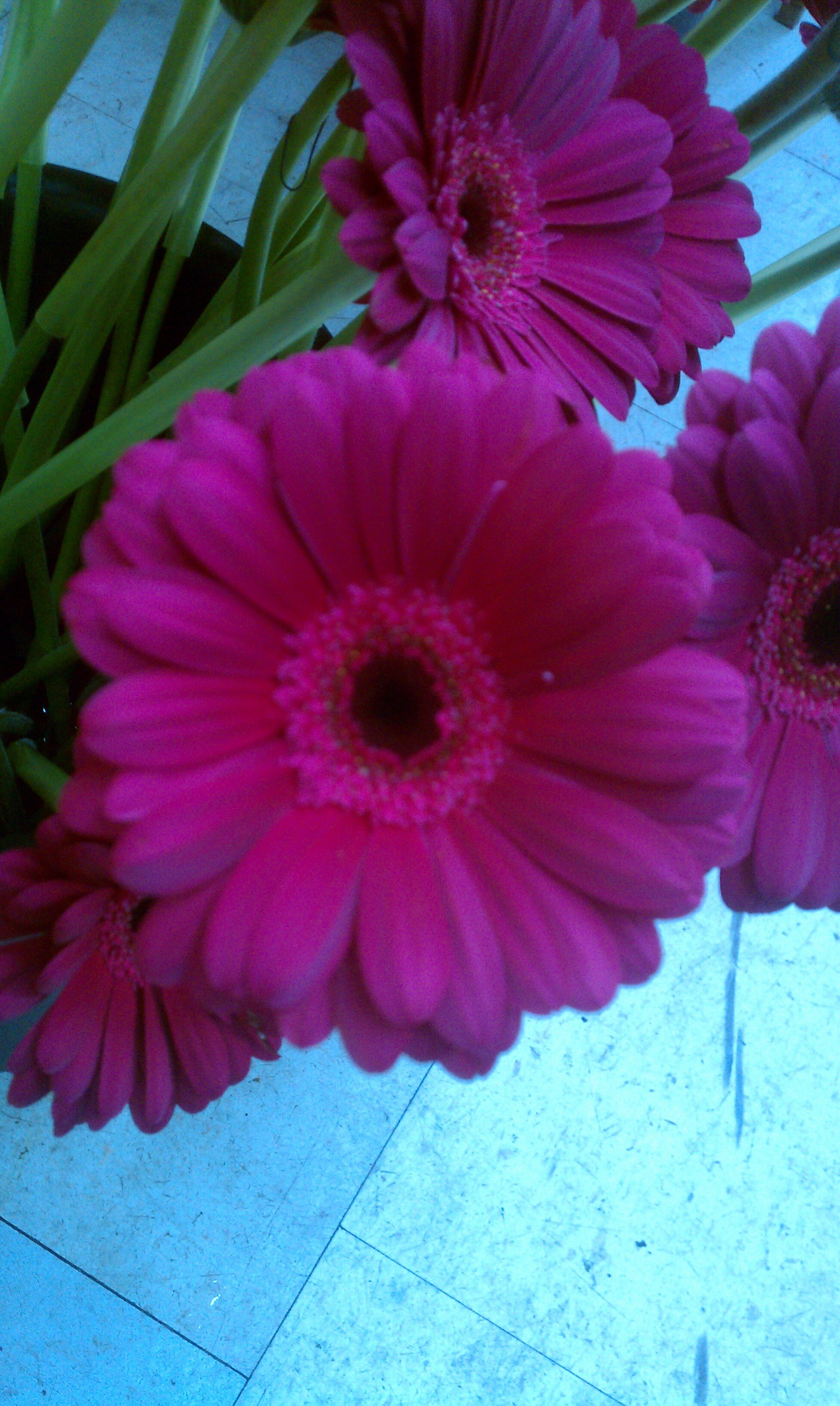 AnnabelJoy321's profile banner image
