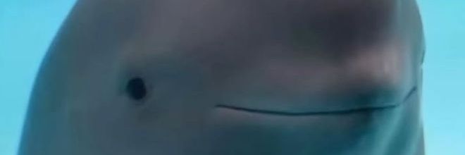 𝕍 banner
