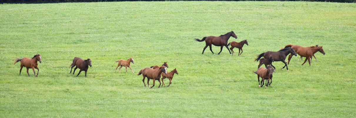 Airdrie Stud's banner