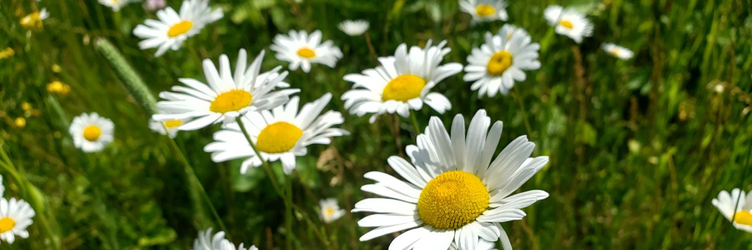 Brooke Schmolke banner