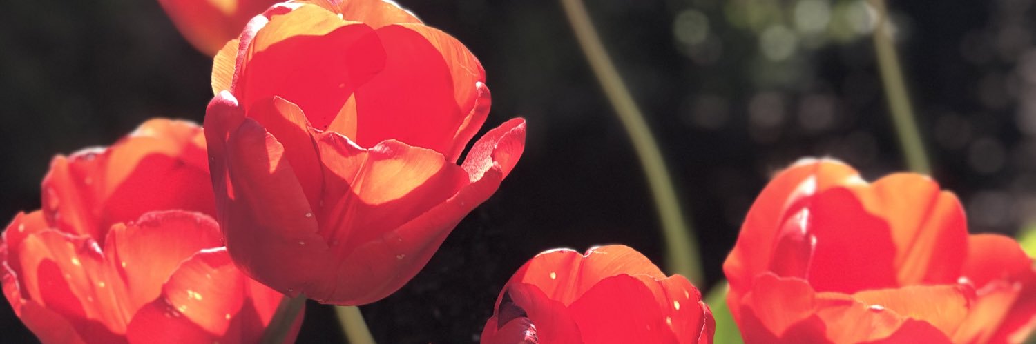 AngelskErika's profile banner image