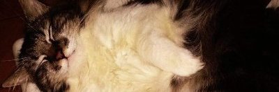 Benoooooook's profile banner image