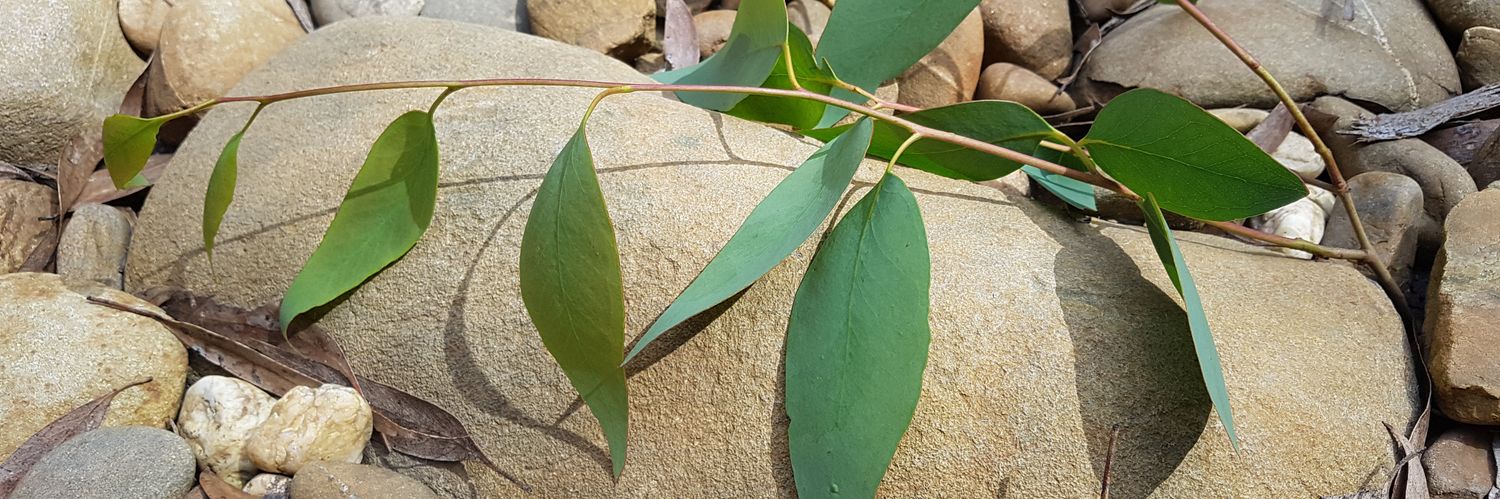 Moss Imberger banner