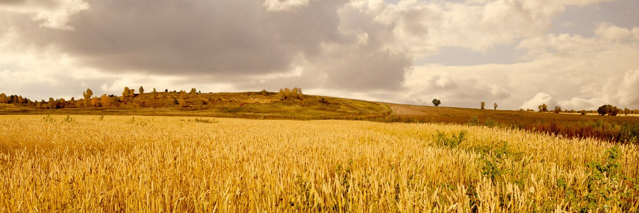 Prophet Casey Ringer banner