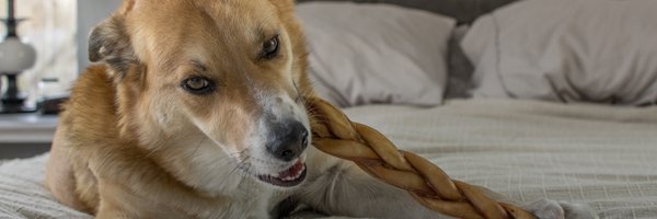 BullyBunches Profile Banner