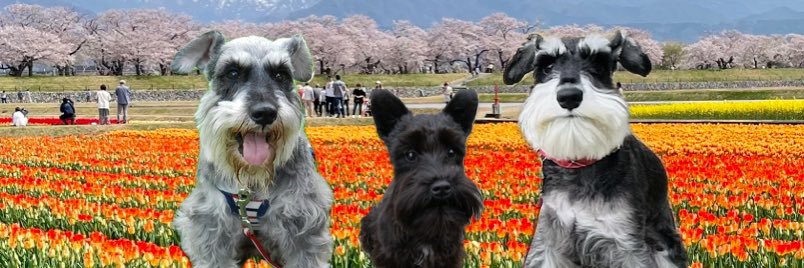 dream_schna's profile banner image