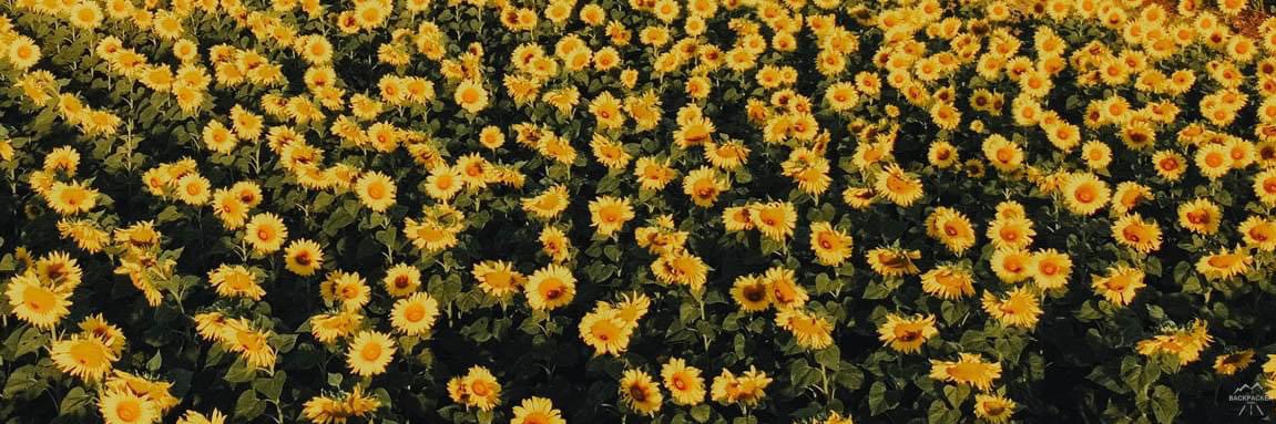 la_fleurr's profile banner image