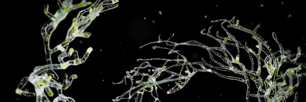 pawelgrzelakvis Profile Banner