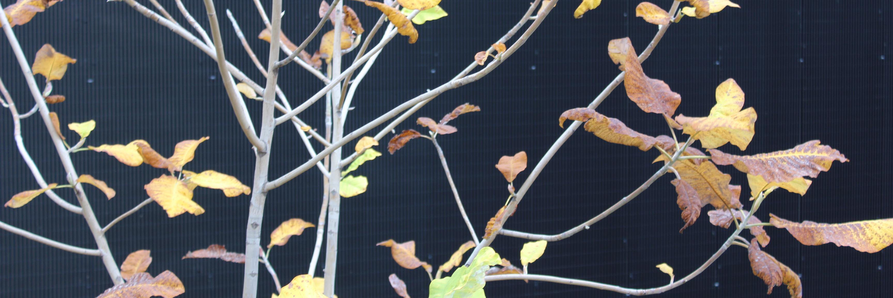 Matias Hellman banner