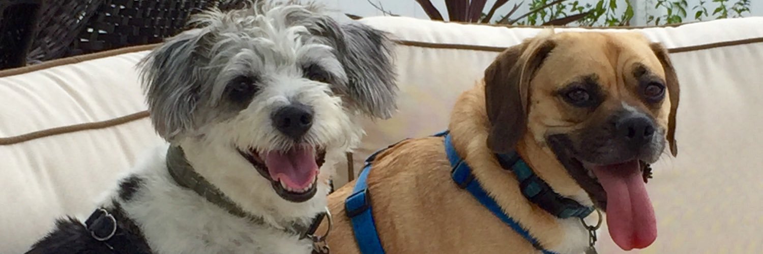 Rascal the Puggle banner