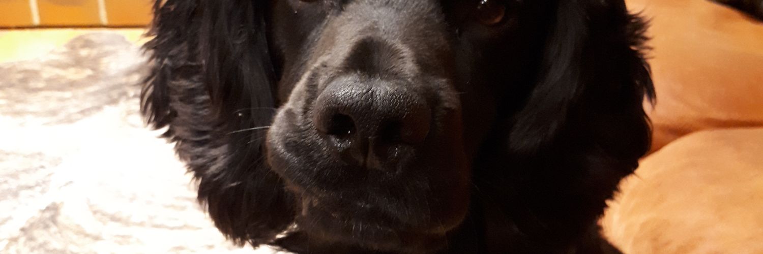 ChrisLittle66's profile banner image