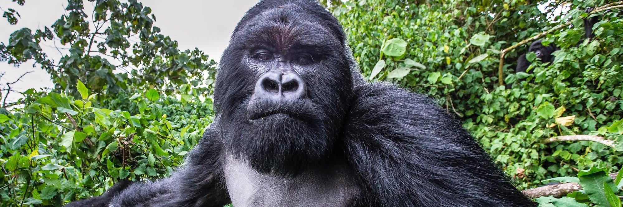 johnnygorilla1's profile banner image