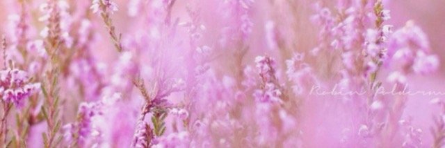 emily hoffman banner