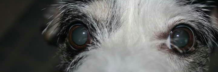 Desilopez96's profile banner image