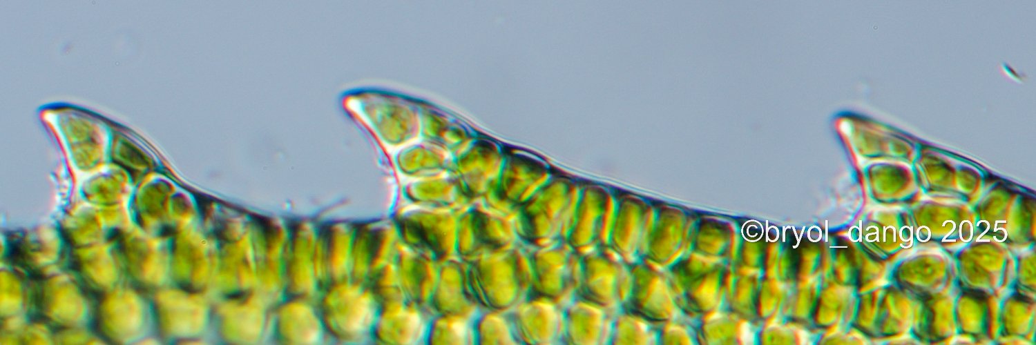 bryol_dango's profile banner image