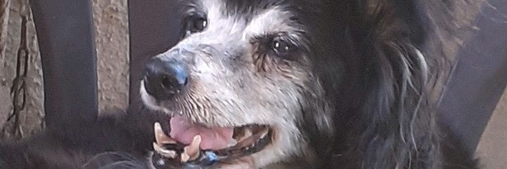 kakii44's profile banner image