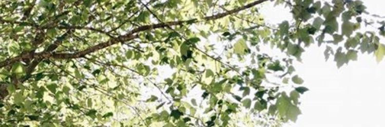 adelaide1313's profile banner image