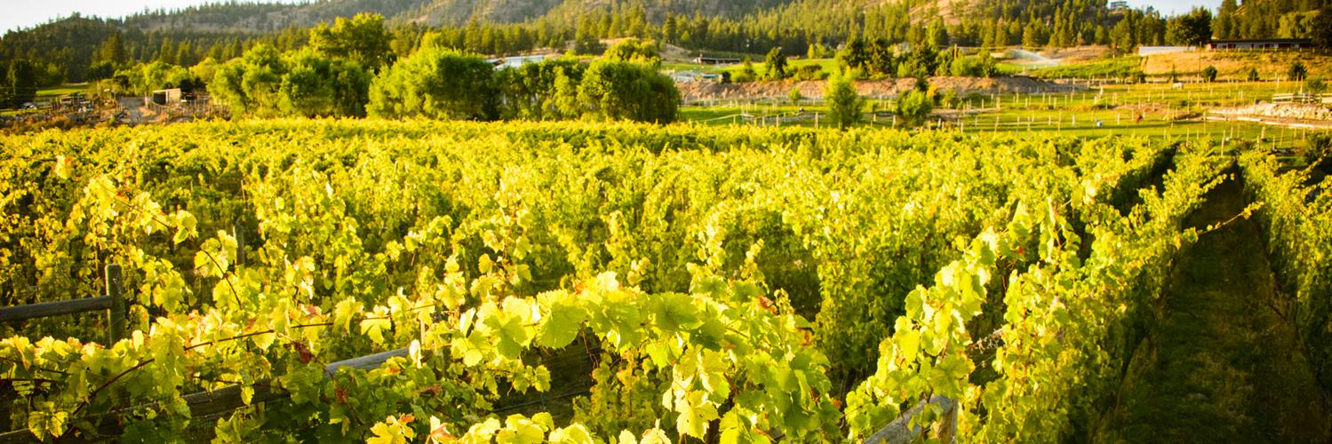 SummerGateWine's profile banner image