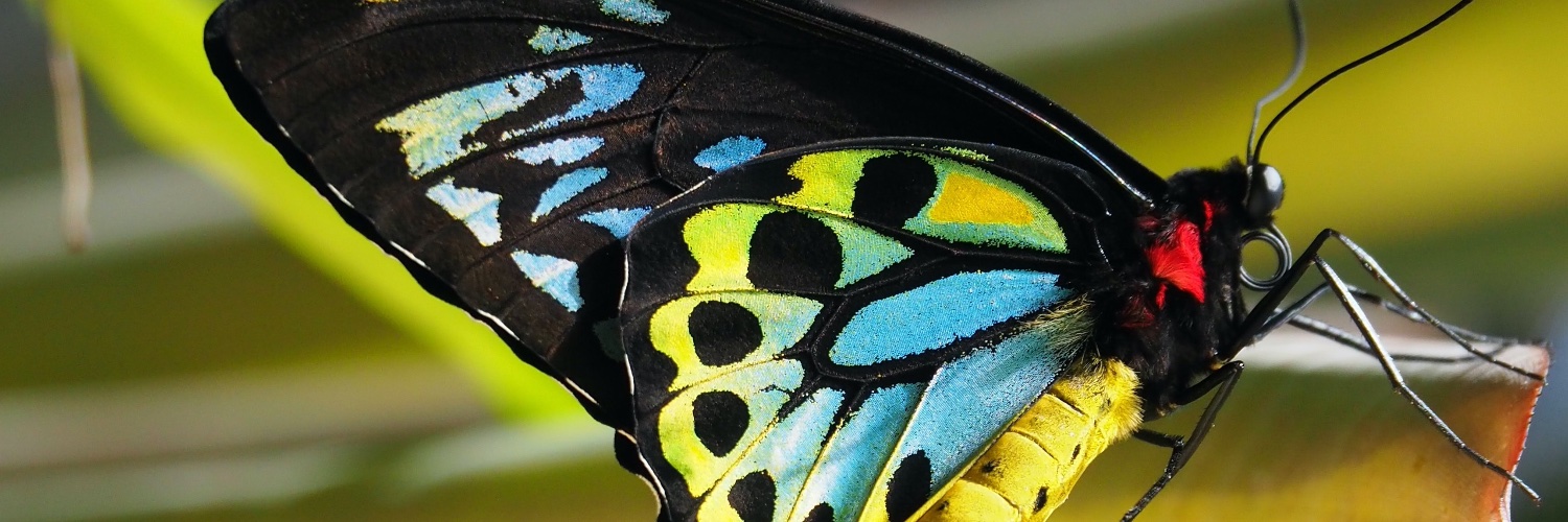 Trisha Fielding banner