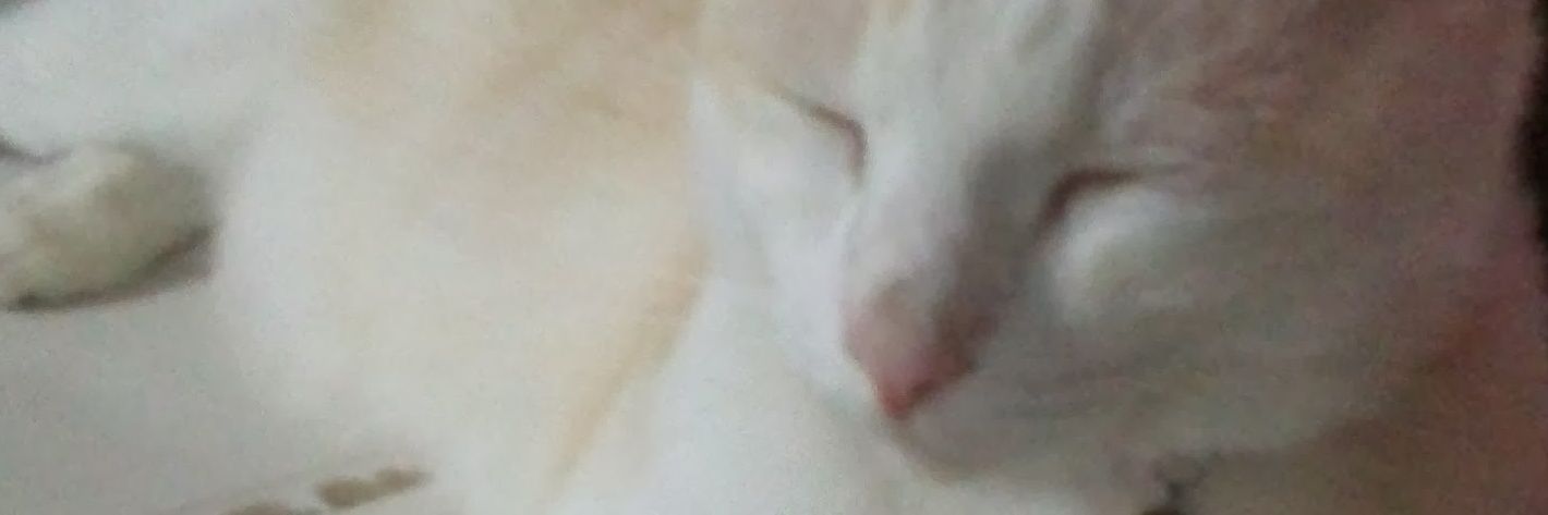 oganjaa's profile banner image