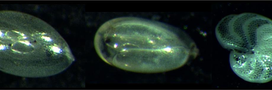 Babette Hoogakker banner