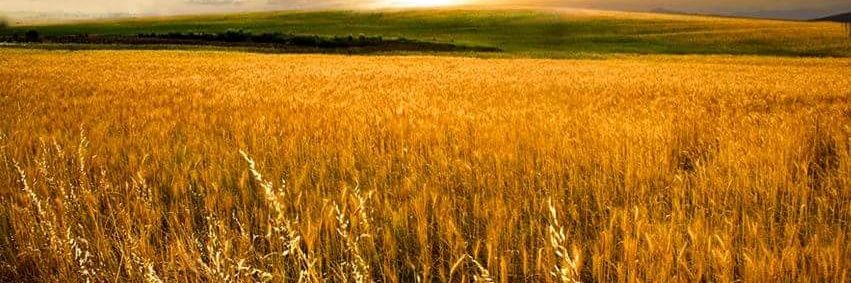 panoramaagrop's profile banner image