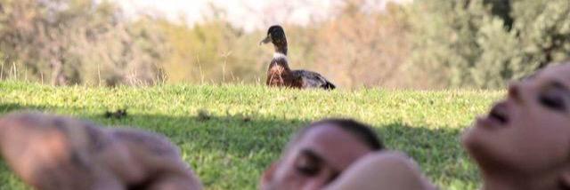 MallardWoman's profile banner image