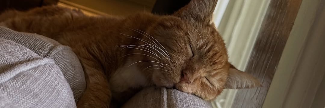 helpwikicat's profile banner image