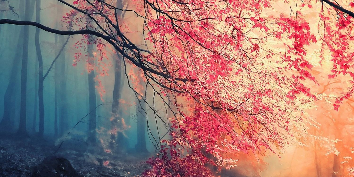 Amanda Capperrune banner