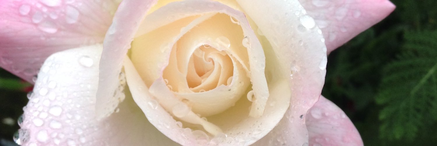 KeeffeJulia's profile banner image