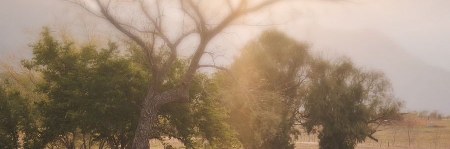 maarianaflorees's profile banner image