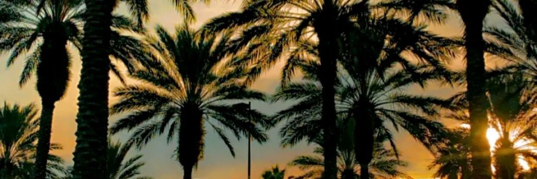 cantusamm's profile banner image