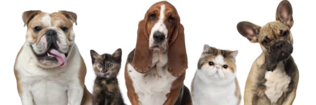happypaws_ysi's profile banner image