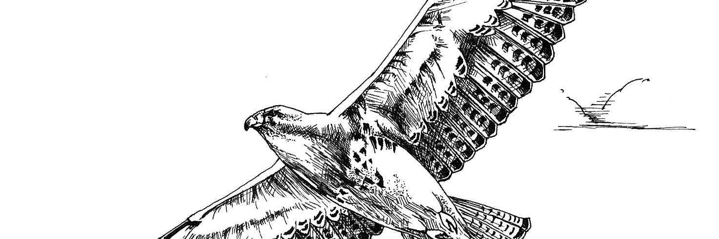 DesignsWeekly's profile banner image