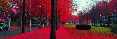 beatriz_14lopes's profile banner image