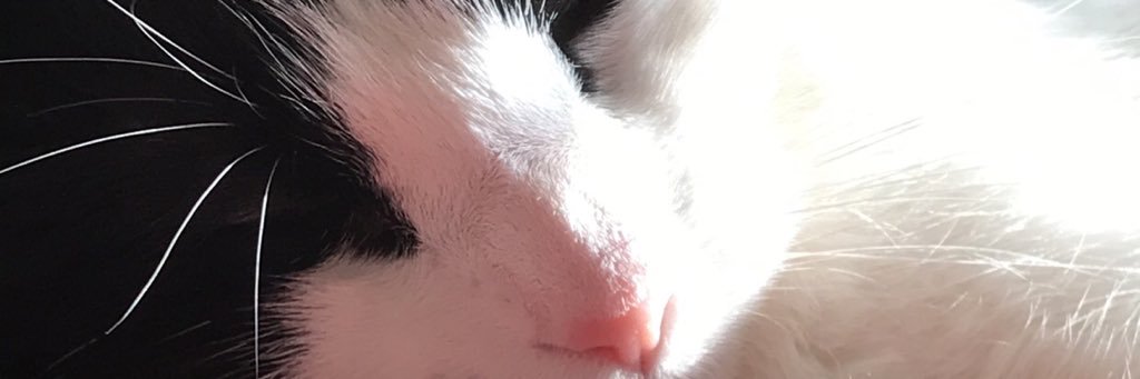 LyssaCharboneau's profile banner image