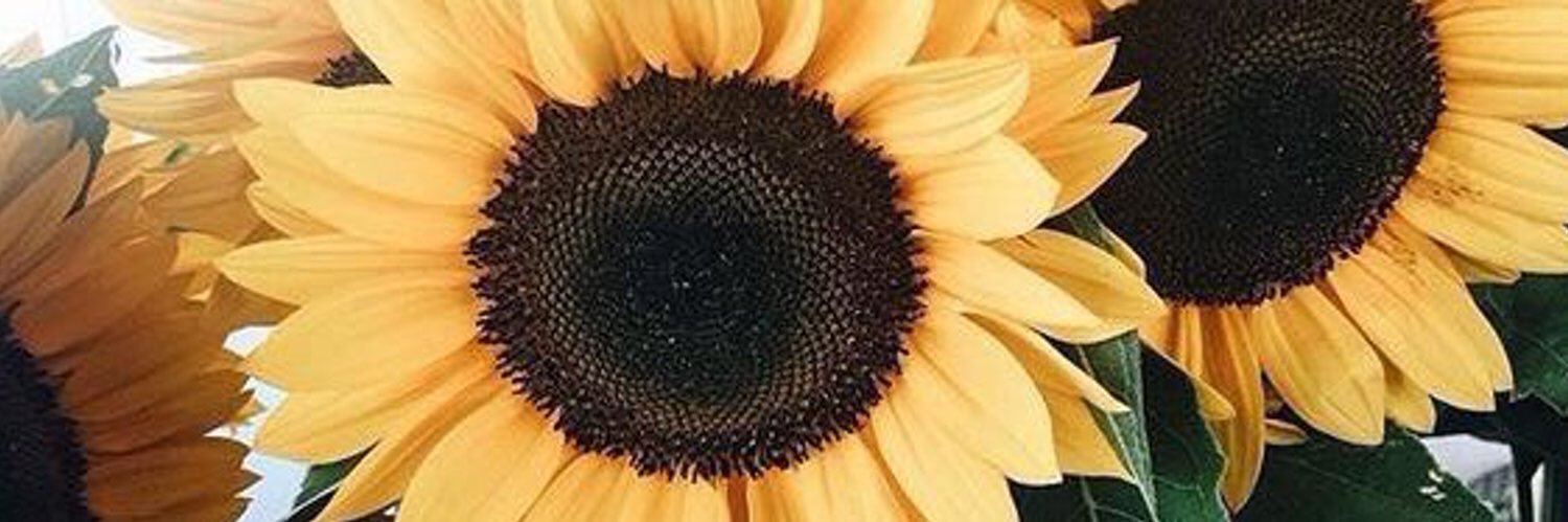 EmilyNThomas1's profile banner image