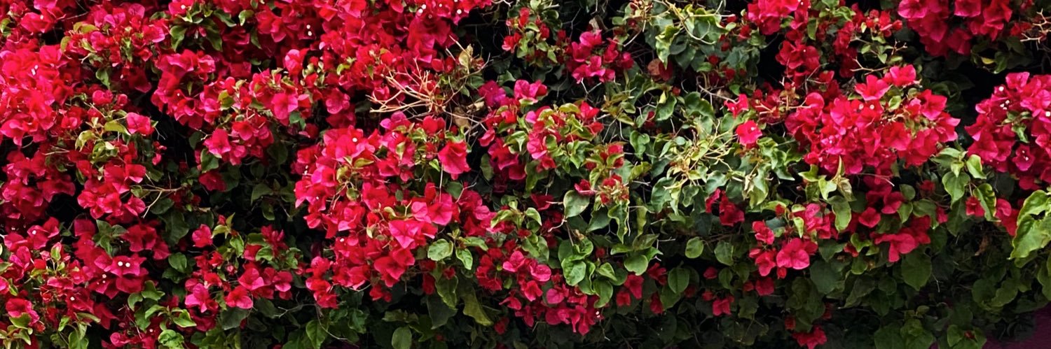 tulipanes's profile banner image