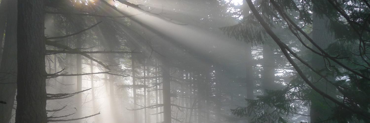 reynafoto's profile banner image