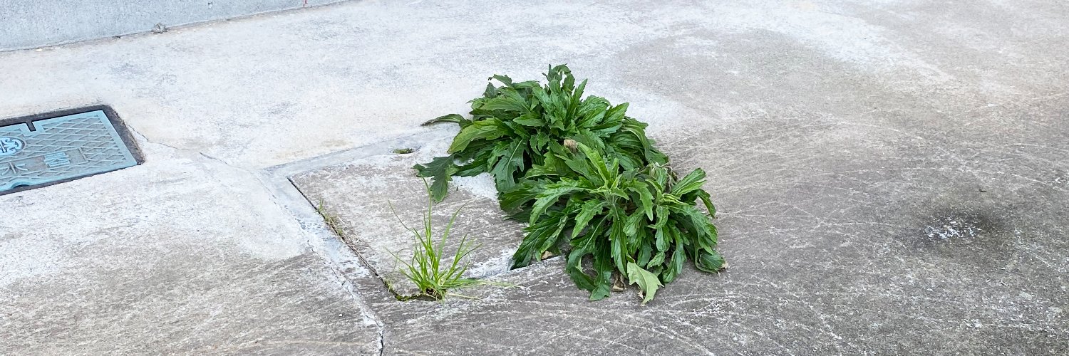 村田あやこ | 路上園芸学会 banner