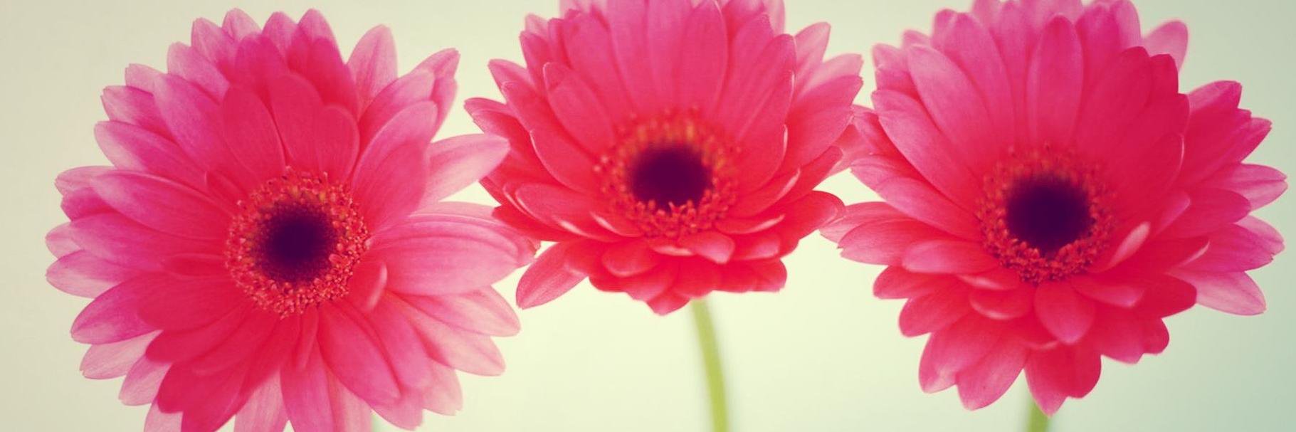 babynamesdaily's profile banner image