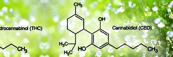 thecbd_guide's profile banner image