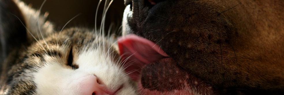 LostAnimales's profile banner image