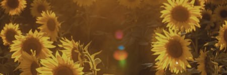 flower child 🌻🌼 banner