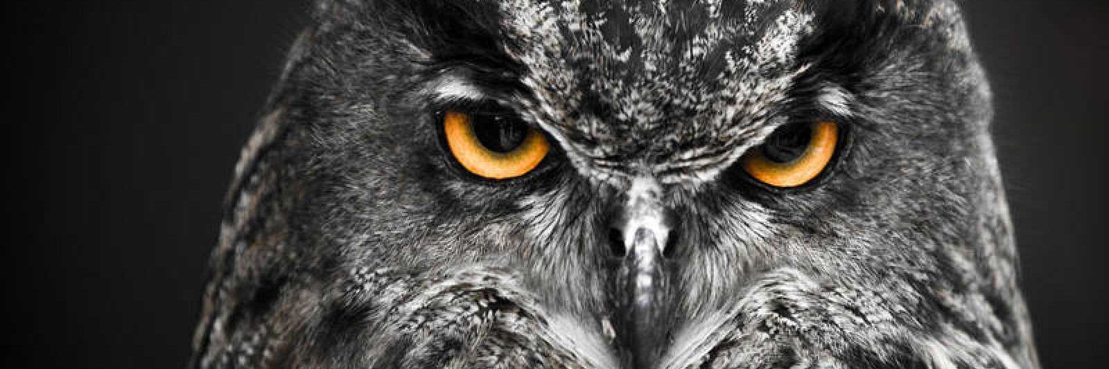 BrianLescanoSS's profile banner image