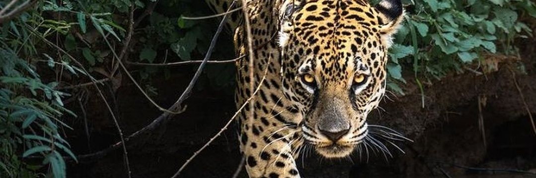 Cuauhtémoc Sánchez banner