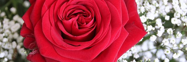 saraatteek's profile banner image
