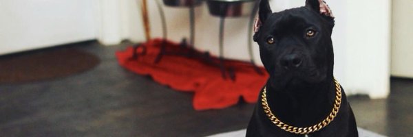 AdaoTheTruth Profile Banner