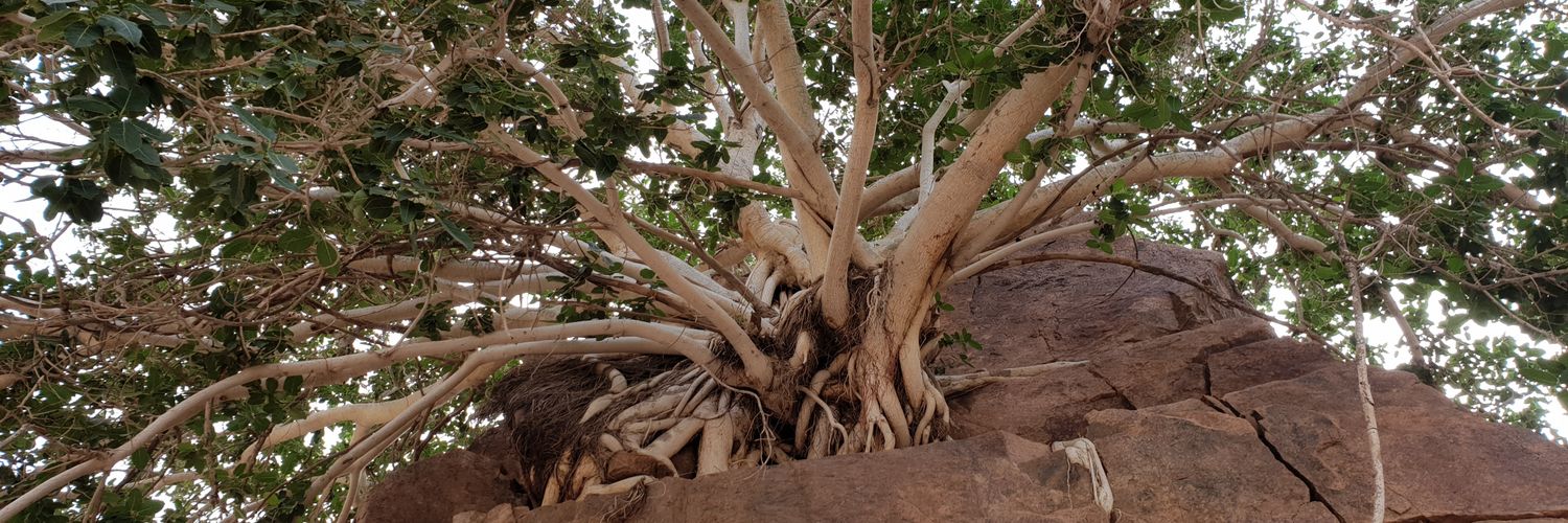 asaud444's profile banner image