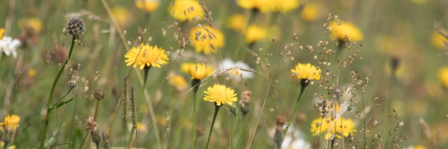 Nature Watcher banner